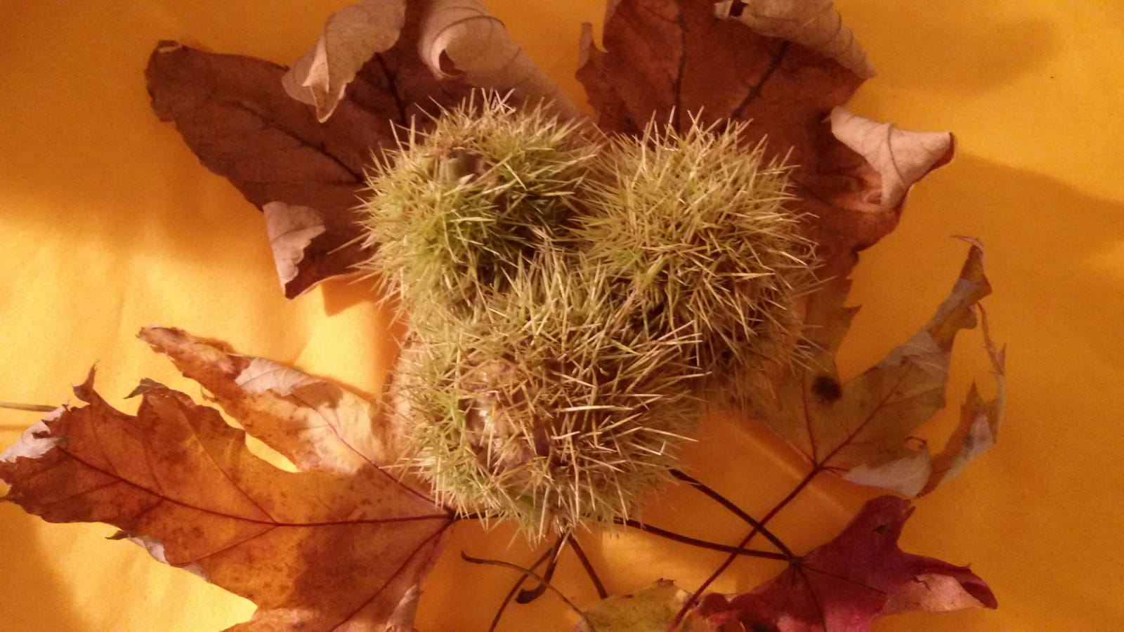 Mein Weg vom Igel zum Netzwerker