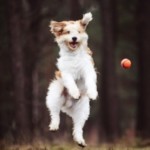 Logo für Gruppe Hunde – Runde